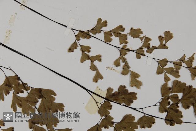 鐵線蕨藏品圖，第5張