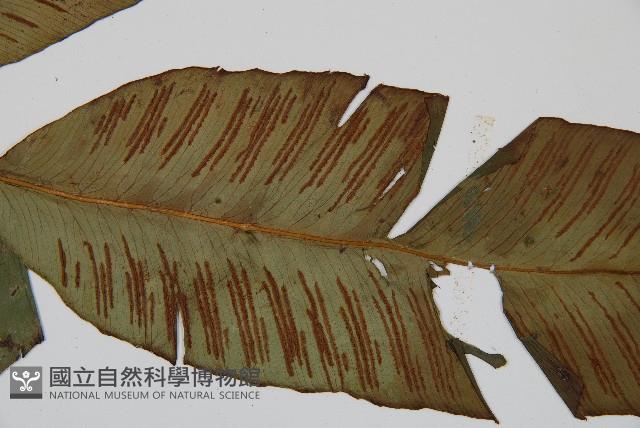 細柄雙蓋蕨藏品圖，第5張