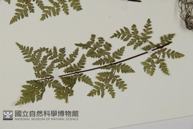 華北粉背蕨藏品圖，第8張