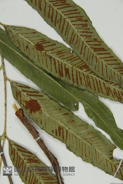 南海鐵角蕨藏品圖，第8張