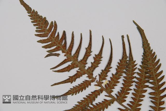 東洋蹄蓋蕨、假蹄蓋蕨藏品圖，第5張
