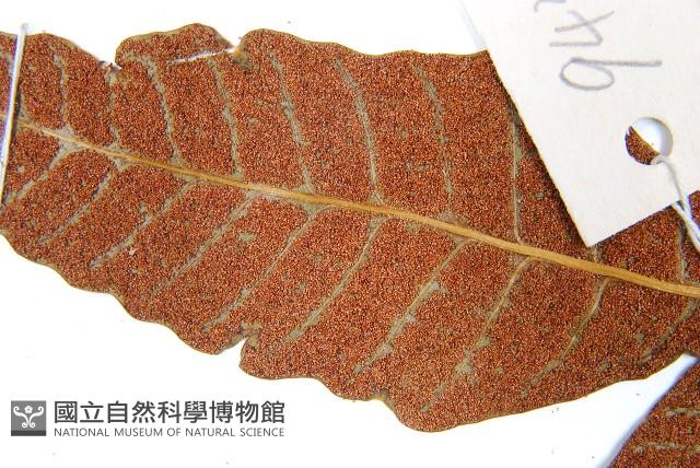 沙皮蕨藏品圖，第4張