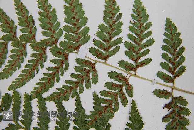 蓬萊蹄蓋蕨藏品圖，第5張