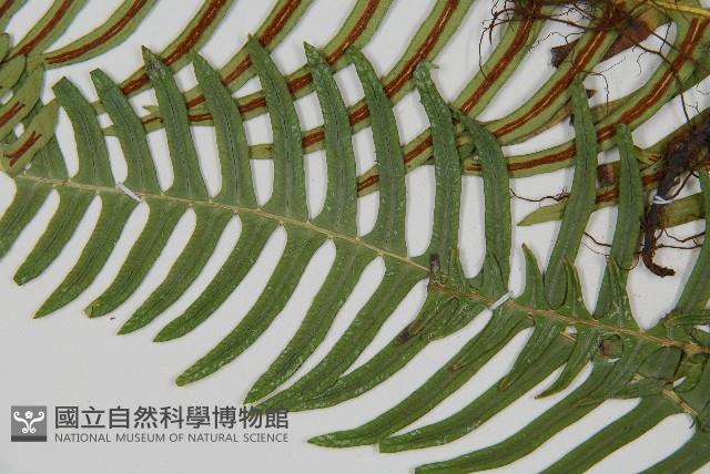 雉尾烏毛蕨藏品圖，第5張