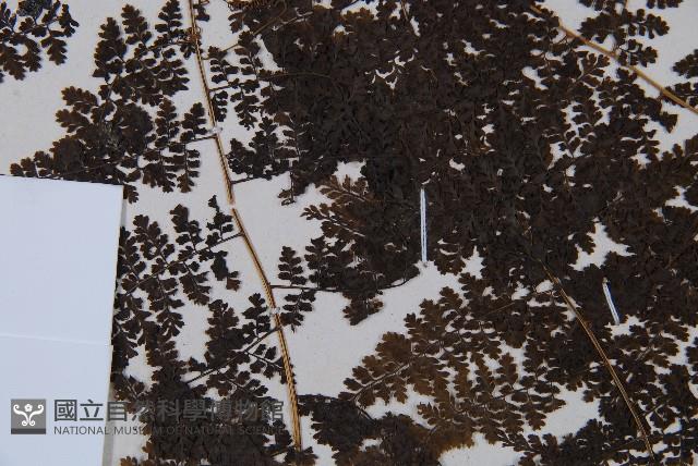 稀子蕨藏品圖，第5張