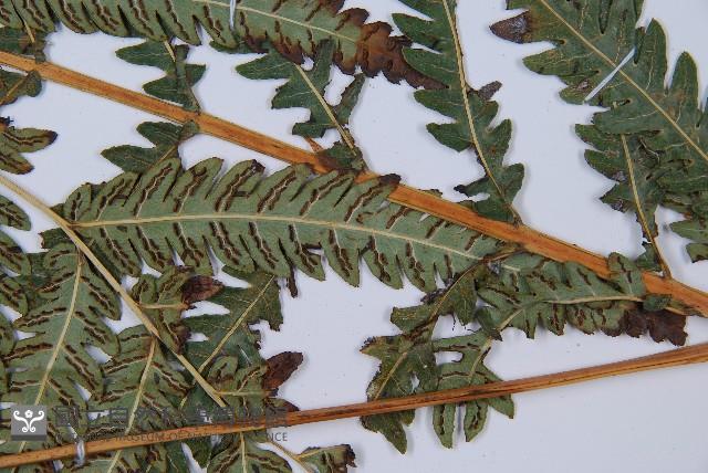 日本狗脊蕨藏品圖，第5張