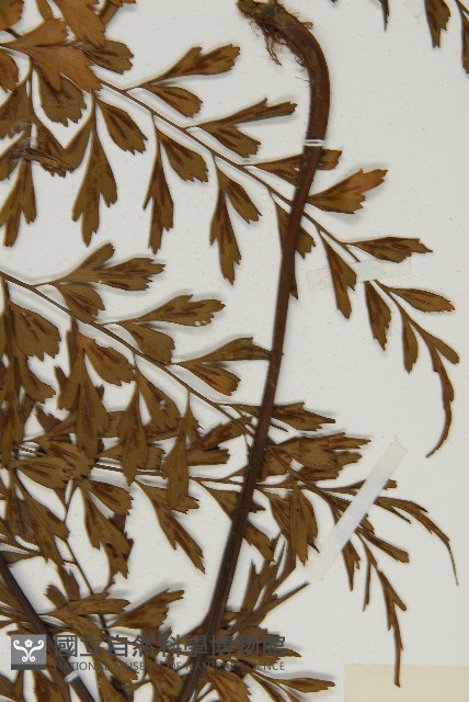 大黑柄鐵角蕨、黃鱗鐵角蕨、大羽鐵角蕨藏品圖，第5張