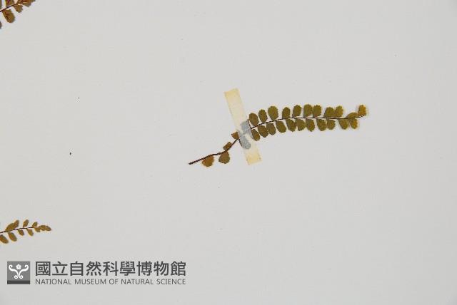 鐵角蕨藏品圖，第5張