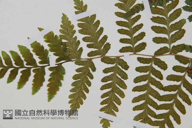 阿里山蹄蓋蕨藏品圖，第5張