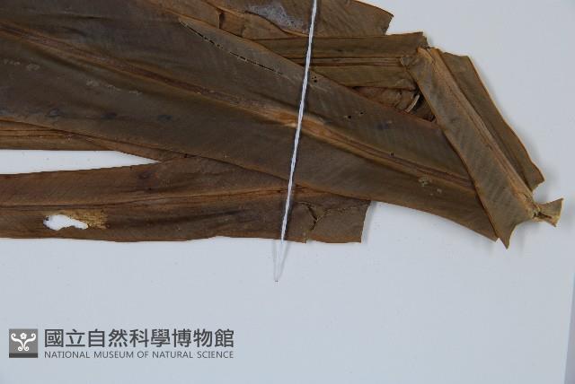 長葉巢蕨藏品圖，第5張