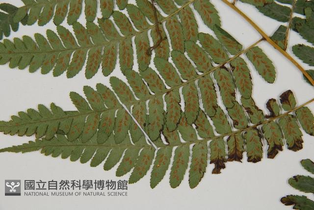 Accession Number:P009530 Collection Image, Figure 5, Total 5 Figures