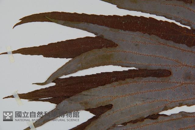 雙扇蕨藏品圖，第4張