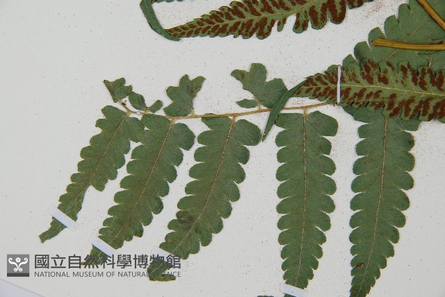 琉球雙蓋蕨藏品圖，第8張