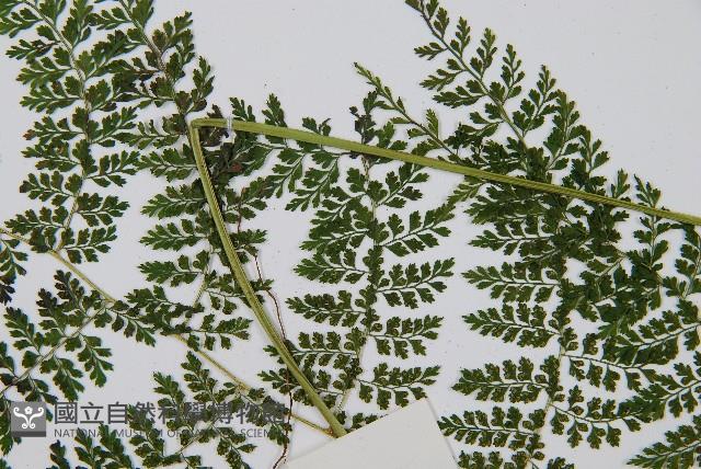 稀子蕨藏品圖，第5張