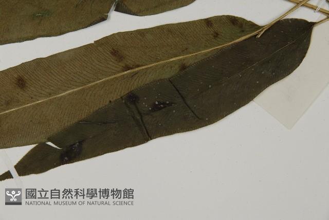 日本鳳丫蕨藏品圖，第5張