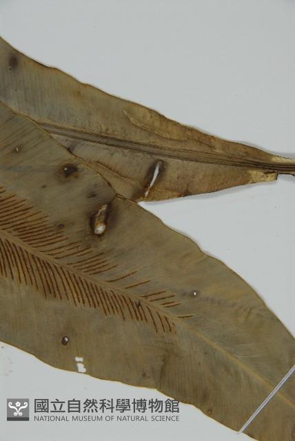 南洋山蘇花藏品圖，第4張