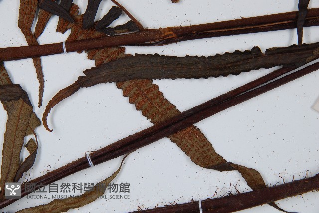 黑桫蕨藏品圖，第5張