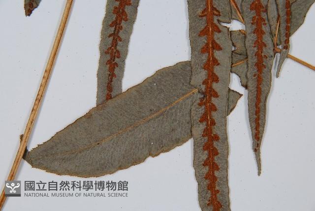 崇澍蕨藏品圖，第8張