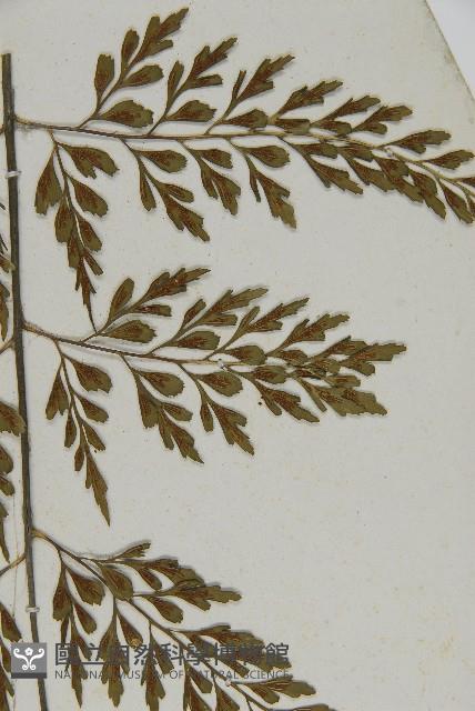 大黑柄鐵角蕨、黃鱗鐵角蕨、大羽鐵角蕨藏品圖，第5張