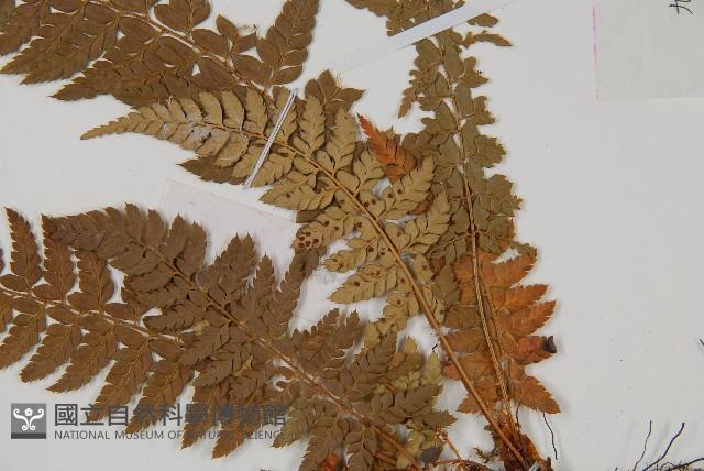 登錄號:P006060藏品圖，第5張