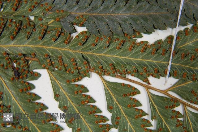 邊緣鱗蓋蕨藏品圖，第8張