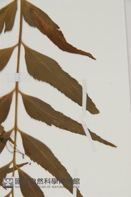 鐮葉鐵角蕨藏品圖，第5張