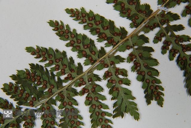 闊葉鱗毛蕨藏品圖，第5張