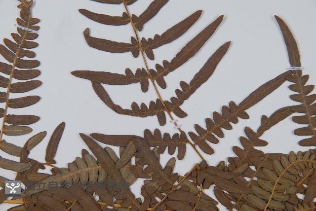 蕨藏品圖，第5張