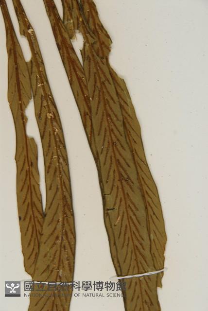 劍葉鐵角蕨、箭葉鐵角蕨藏品圖，第5張