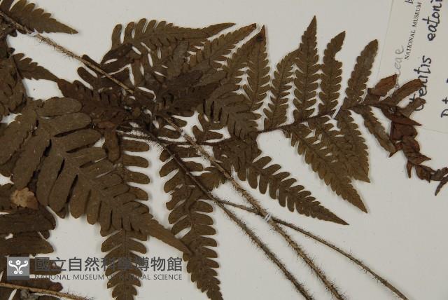 愛德氏肋毛蕨藏品圖，第5張