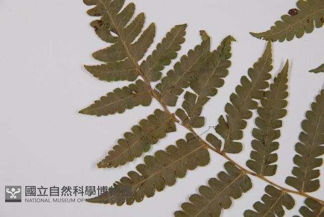 擬德氏雙蓋蕨藏品圖，第5張