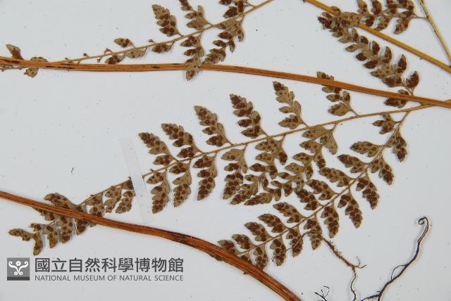 細葉複葉耳蕨藏品圖，第5張