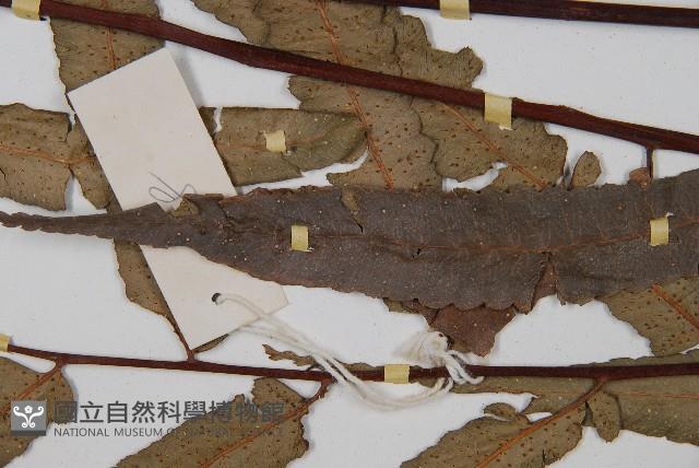 黑桫蕨藏品圖，第5張