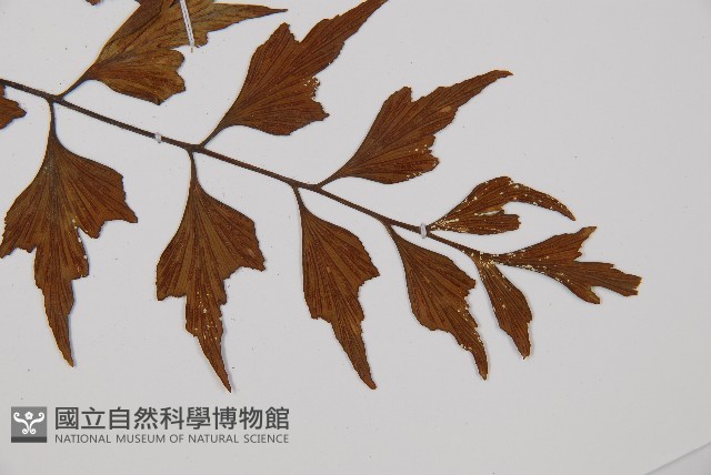 石生鐵角蕨藏品圖，第5張
