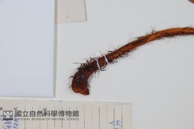 兩色鱗毛蕨藏品圖，第5張