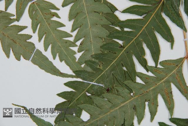 生芽狗脊蕨、頂芽狗脊蕨藏品圖，第5張