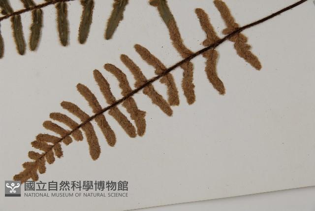 滇西金毛裸蕨藏品圖，第5張