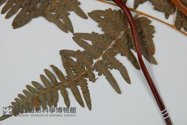 蕨藏品圖，第5張