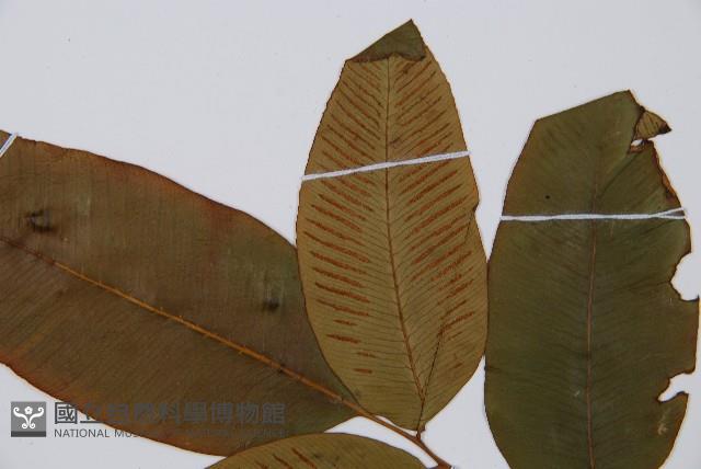 細柄雙蓋蕨藏品圖，第5張