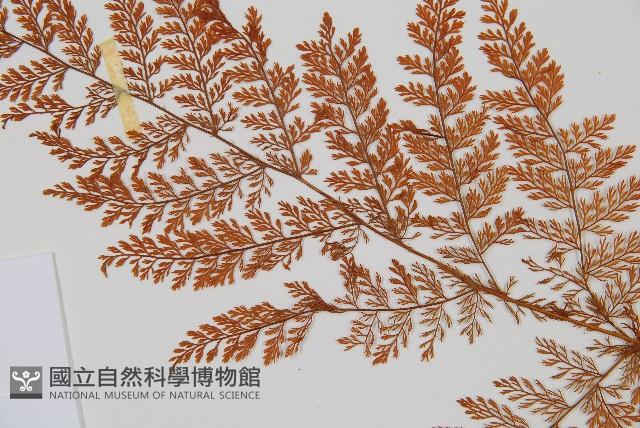 Accession Number:P001460 Collection Image, Figure 4, Total 5 Figures