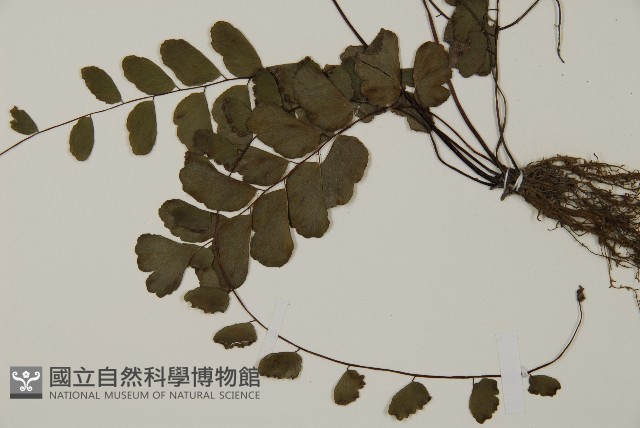 半月形鐵線蕨藏品圖，第5張