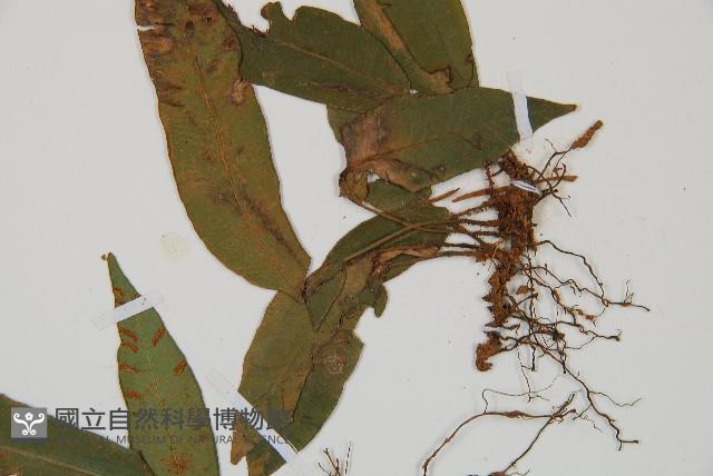 單葉雙蓋蕨藏品圖，第5張