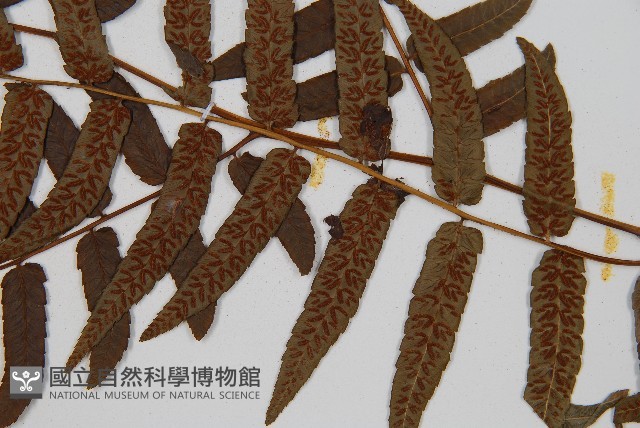 毛柄短腸蕨藏品圖，第5張