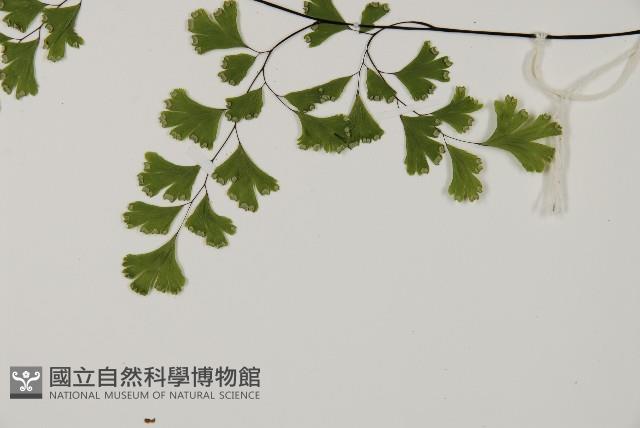 鐵線蕨藏品圖，第5張