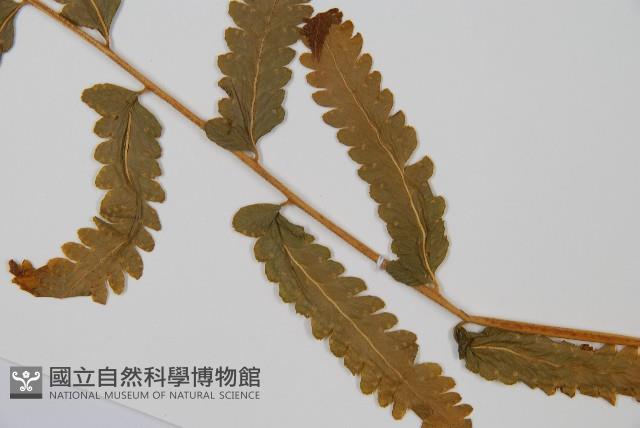 中華鱗蓋蕨藏品圖，第5張