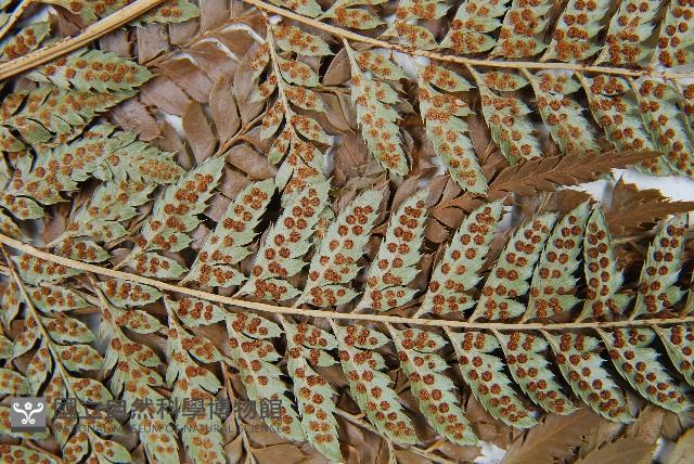 細葉複葉耳蕨藏品圖，第5張