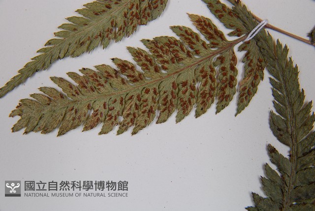 日本蹄蓋蕨藏品圖，第5張