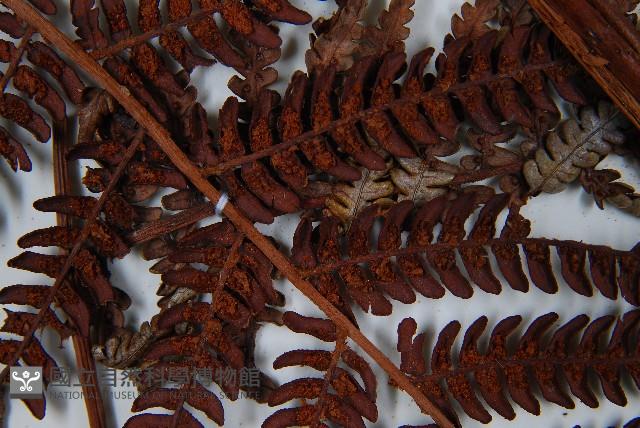 登錄號:P010260藏品圖，第4張