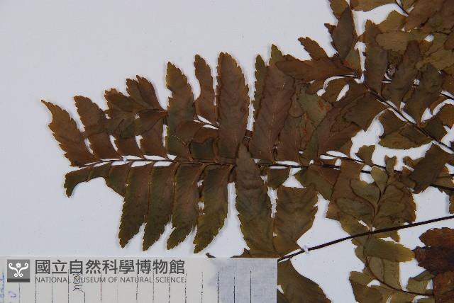 單邊鐵角蕨藏品圖，第5張