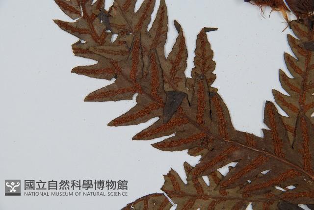 日本狗脊蕨藏品圖，第5張